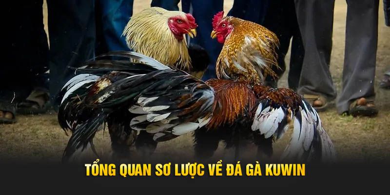 đá gà ăn tiền