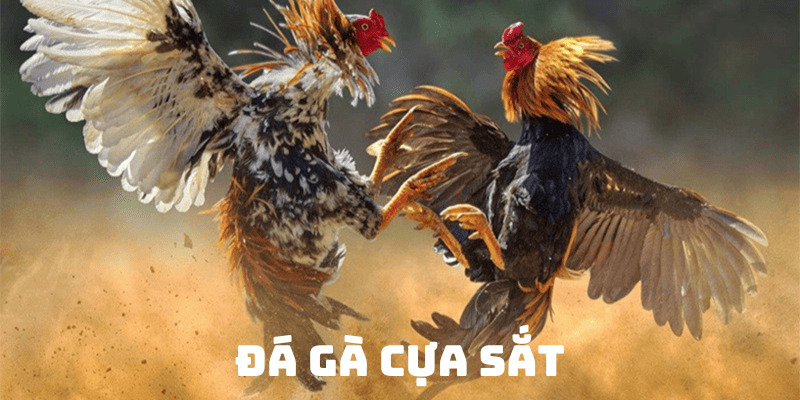 đá gà cựa sắt